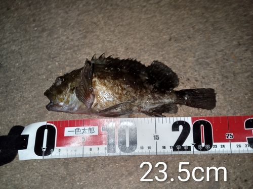 カサゴの釣果