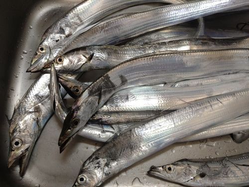 タチウオの釣果