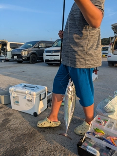 マルソウダの釣果