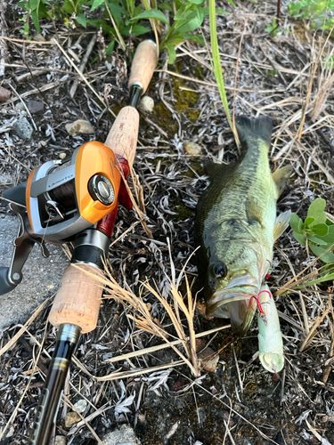 ラージマウスバスの釣果