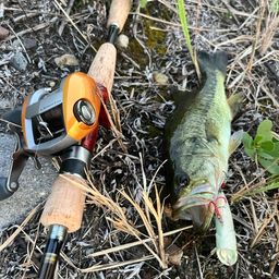 ラージマウスバス