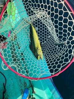 シイラの釣果