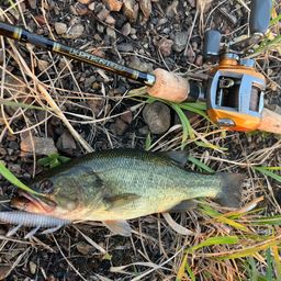 ラージマウスバス