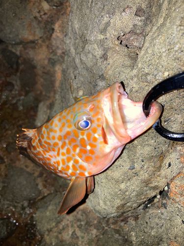 キジハタの釣果