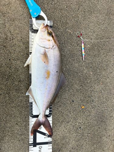ショゴの釣果