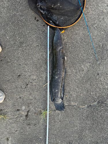 ライギョの釣果