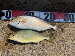ショゴの釣果