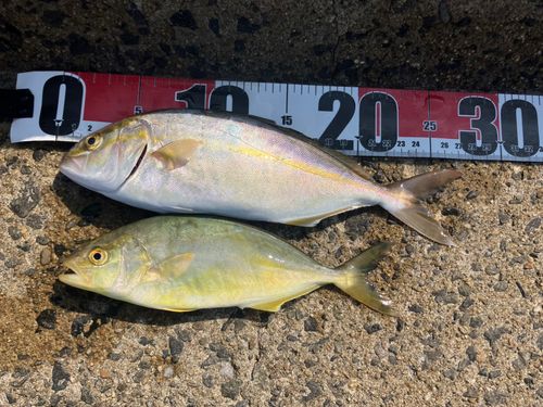 ショゴの釣果