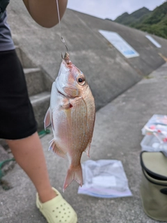 チャリコの釣果