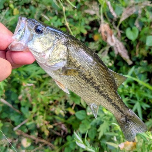 ラージマウスバスの釣果