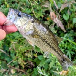 ラージマウスバス