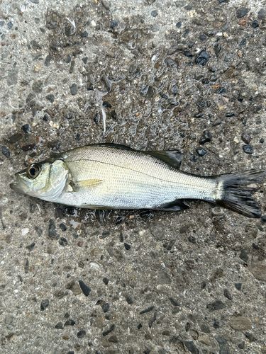 セイゴ（ヒラスズキ）の釣果