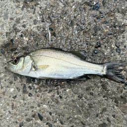 セイゴ（ヒラスズキ）