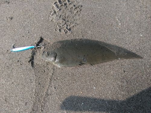 シタビラメの釣果