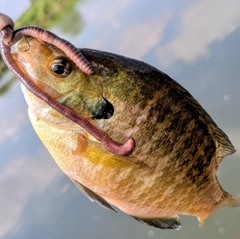 ブルーギルの釣果