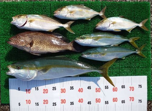 ワラサの釣果