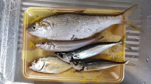コノシロの釣果