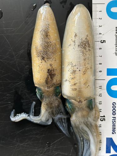 アオリイカの釣果