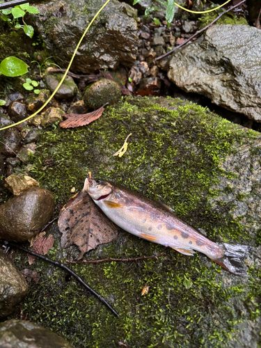 ヤマメの釣果