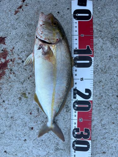 シオの釣果