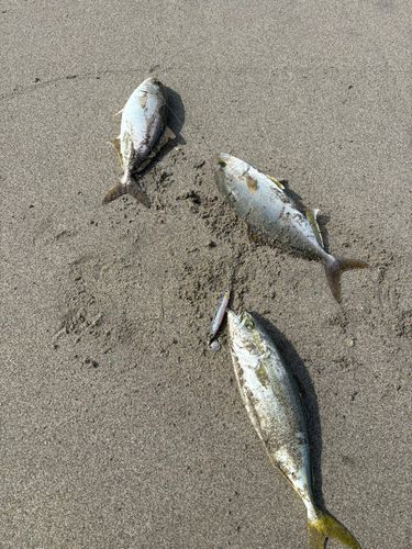 ショゴの釣果