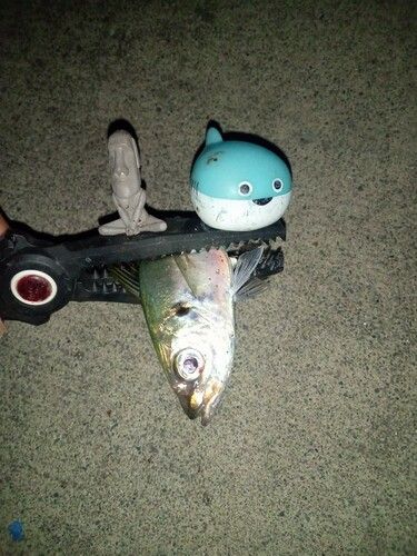 マアジの釣果