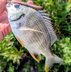 キビレの釣果