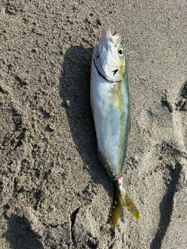 イナダの釣果