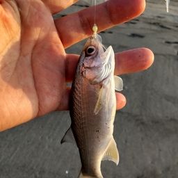 ツバメコノシロ