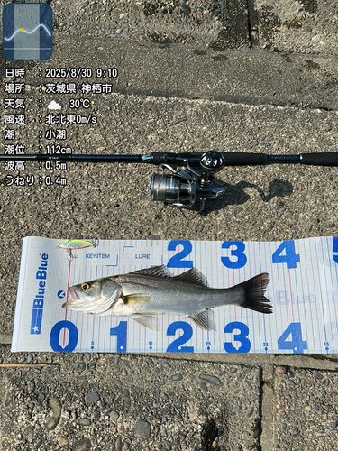 シーバスの釣果