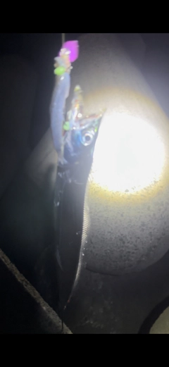 タチウオの釣果