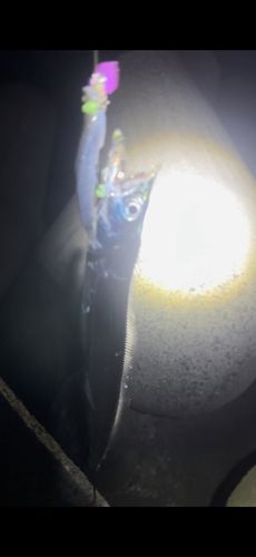 タチウオの釣果