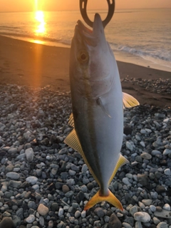 ワカシの釣果