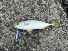 ワカシの釣果