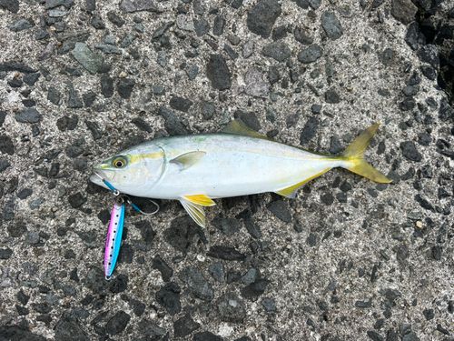 ワカシの釣果