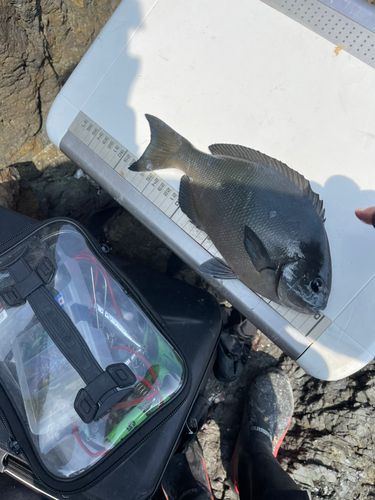 オナガグレの釣果
