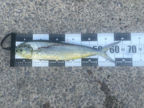 シイラの釣果