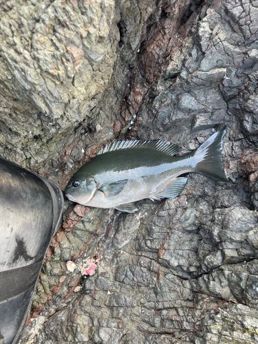 オナガグレの釣果