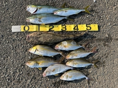 ショゴの釣果