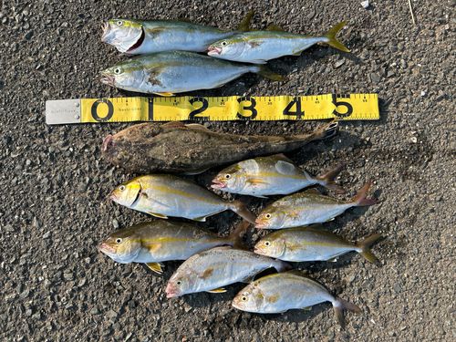 ショゴの釣果