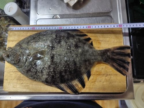 ヌマガレイの釣果