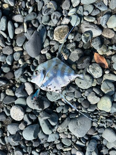 イトヒキアジの釣果