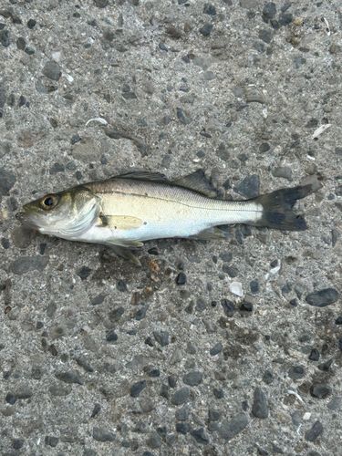 セイゴ（ヒラスズキ）の釣果