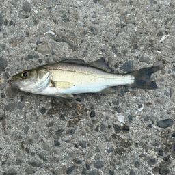 セイゴ（ヒラスズキ）