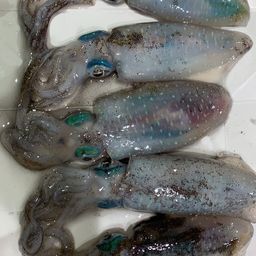 アオリイカ