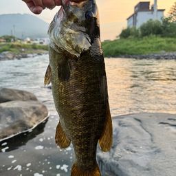 スモールマウスバス