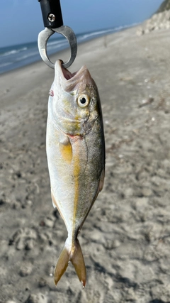ショゴの釣果