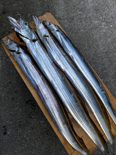 タチウオの釣果