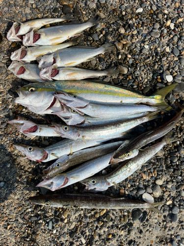 ワカシの釣果