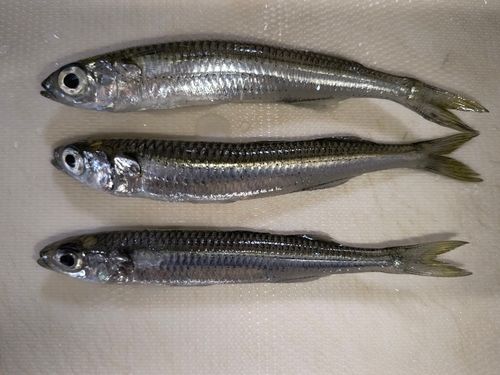 トウゴロウイワシの釣果
